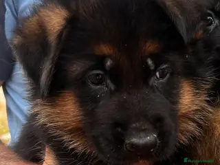 Pastor Alemán perros Pastor alemán cachorros vacunas criadero venta en Valencia - Anuncio 1