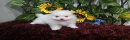 Pomerania perros en venta: Pomerania - Anuncio 6