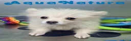 Pomerania perros en venta: Pomerania Macho de Japi y Pompom 8302 - Anuncio 9