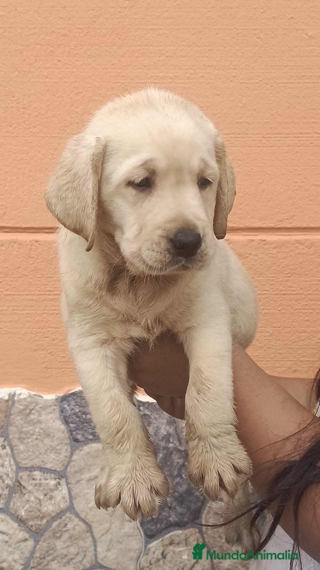 Labrador Retriever perros Labrador retriever dorados🐶🐾 - Anuncio 2