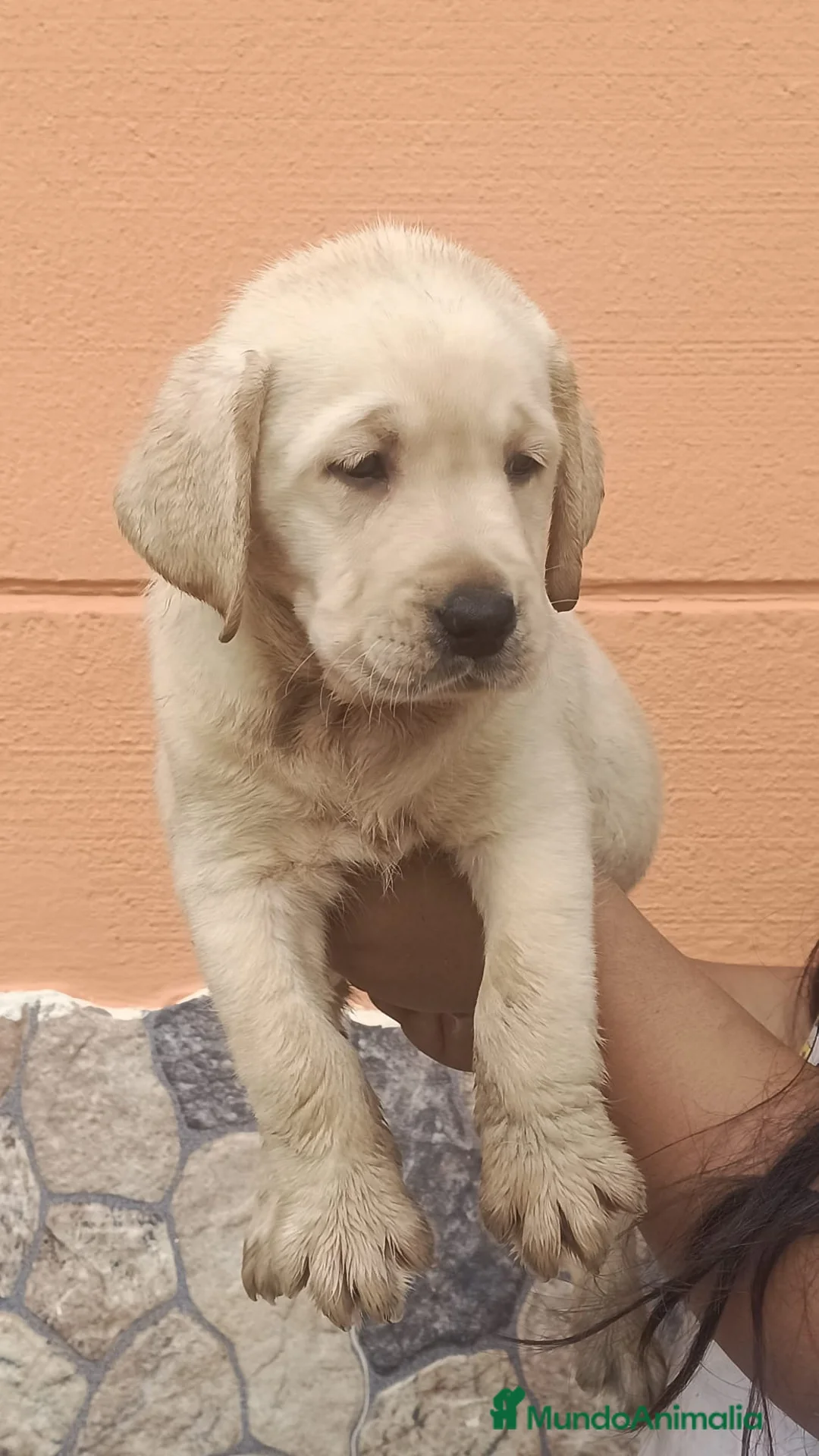 Labrador Retriever perros en venta: Labrador retriever dorados🐶🐾 - Anuncio 1