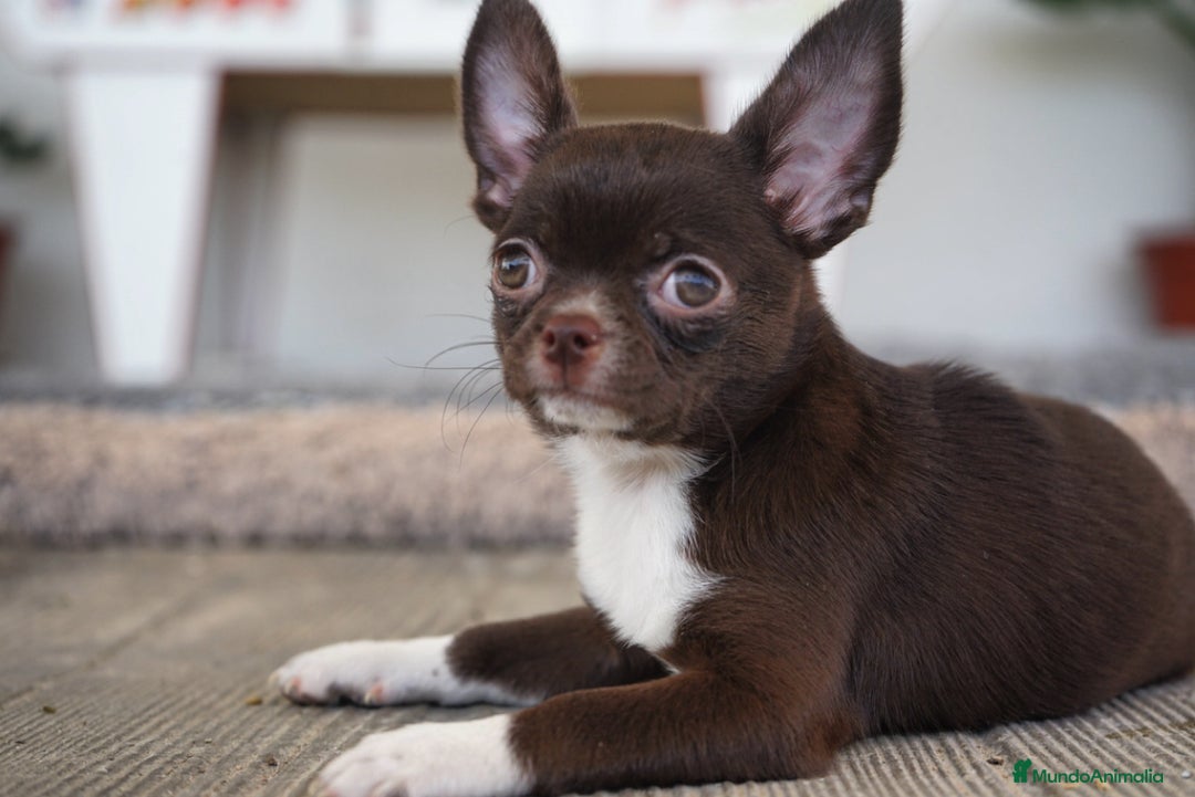 Chihuahua perros en venta: 🌈 Chihuahuas únicos: Luxor, Ronda y Paddy - Imagen 12