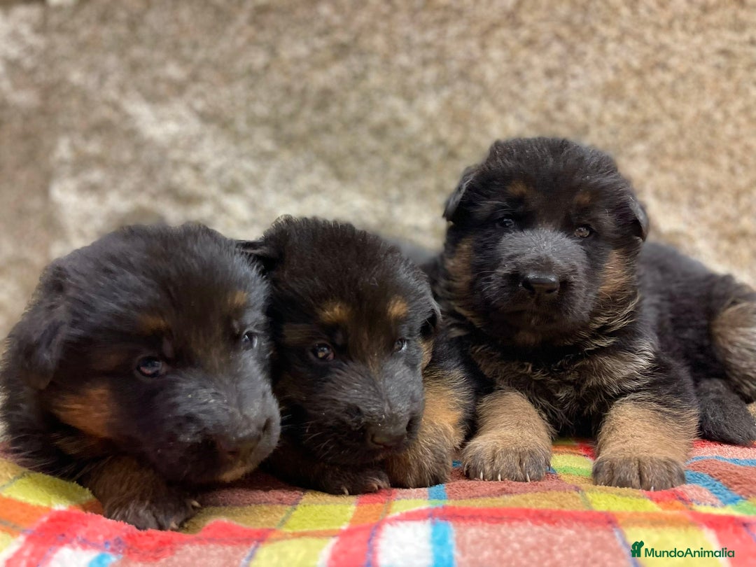 Pastor Alemán perros en venta: Súper cachorro macho pastor alemán  - Anuncio 17