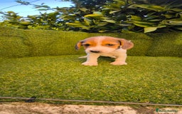 Beagle perros en venta: beagles tricolor  - Imagen 2
