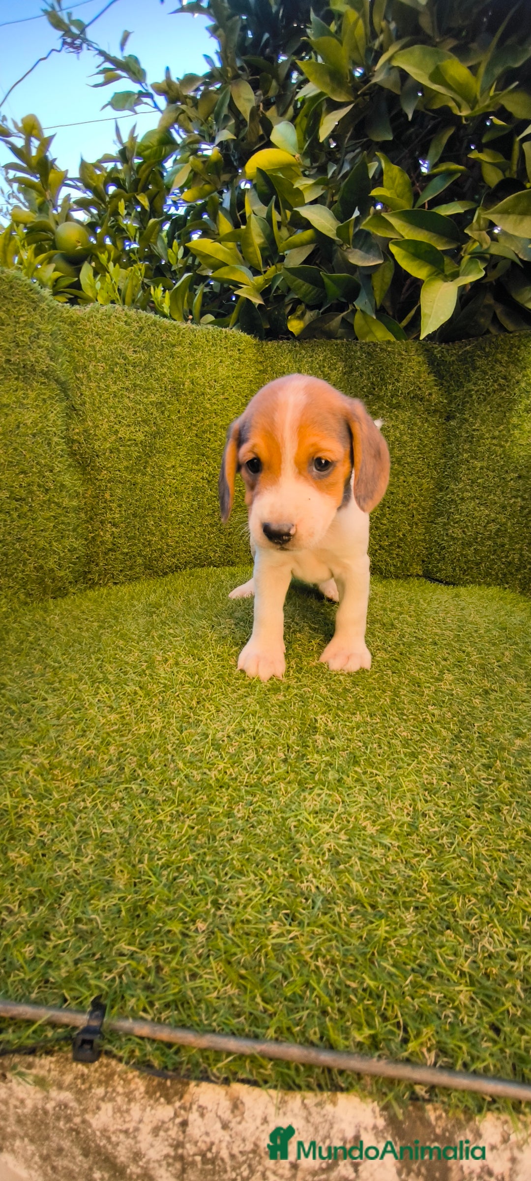 Beagle perros en venta: beagles tricolor  - Imagen 2