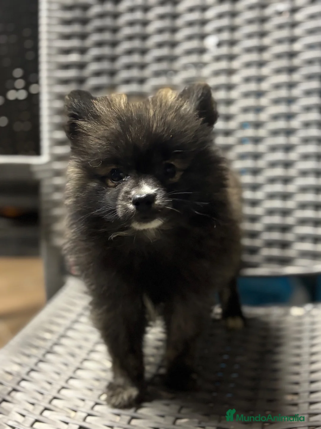 Pomerania perros en venta: Macho pomerania - Anuncio 1