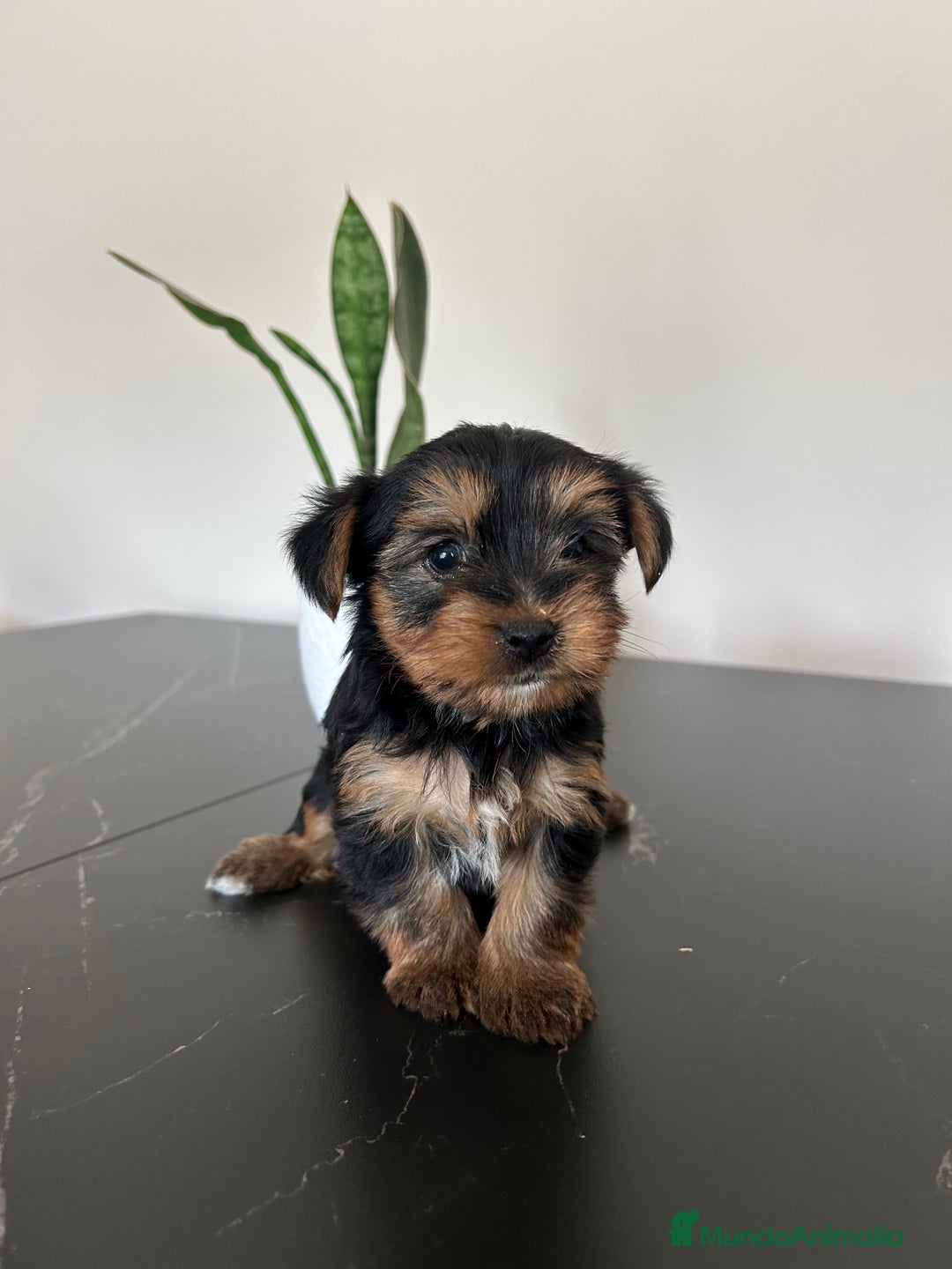 Yorkshire Terrier perros en venta: yorkshire  - Anuncio 1