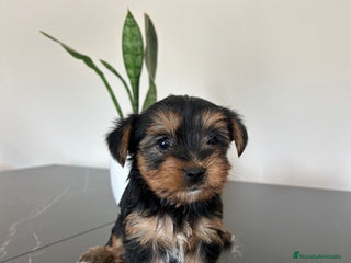 Yorkshire Terrier perros yorkshire - Anuncio 1