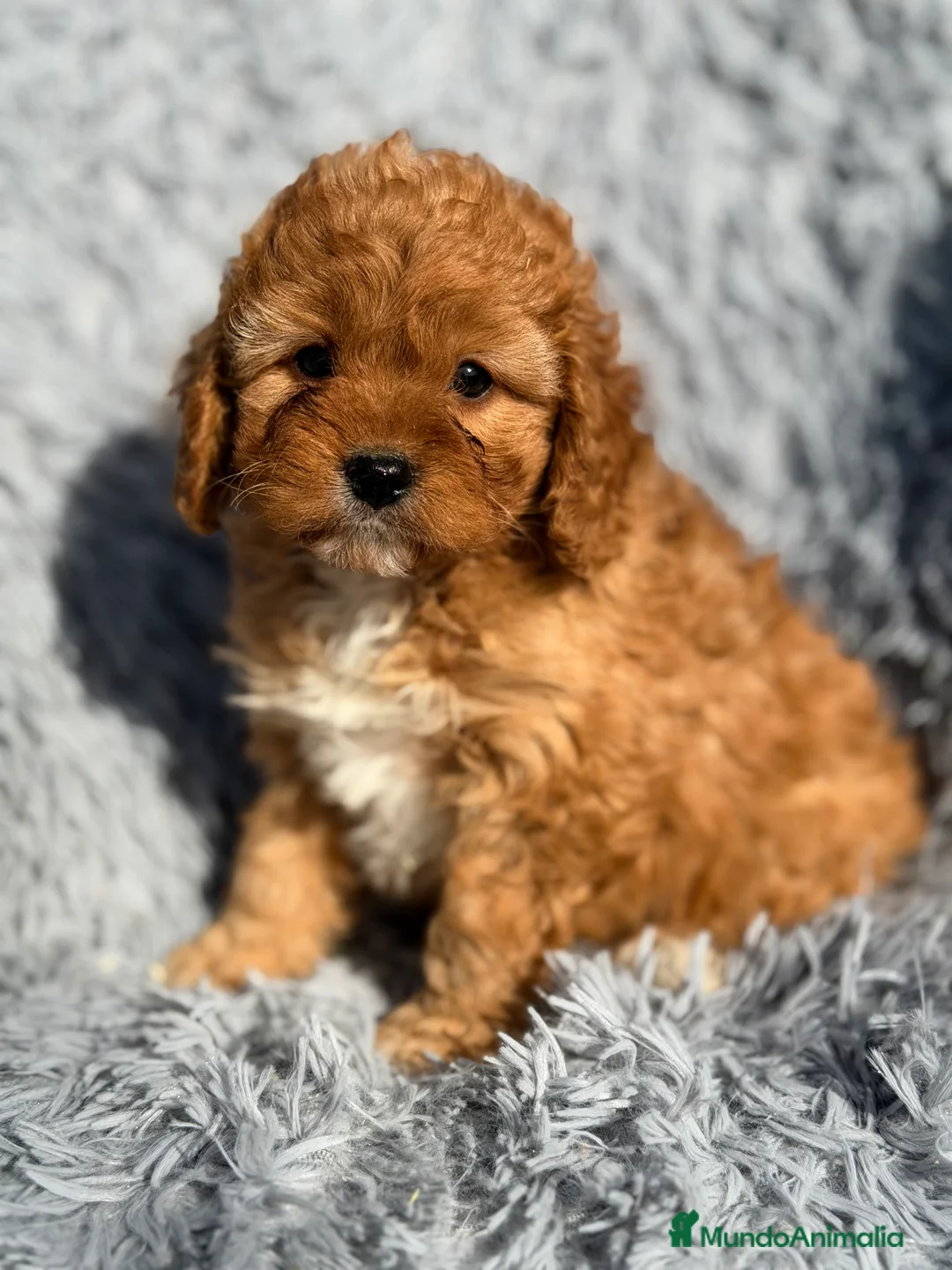 Cavapoo perros en venta: Cavapoo machito rojo  - Anuncio 1