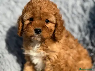 Cavapoo perros Cavapoo machito rojo - Anuncio 3
