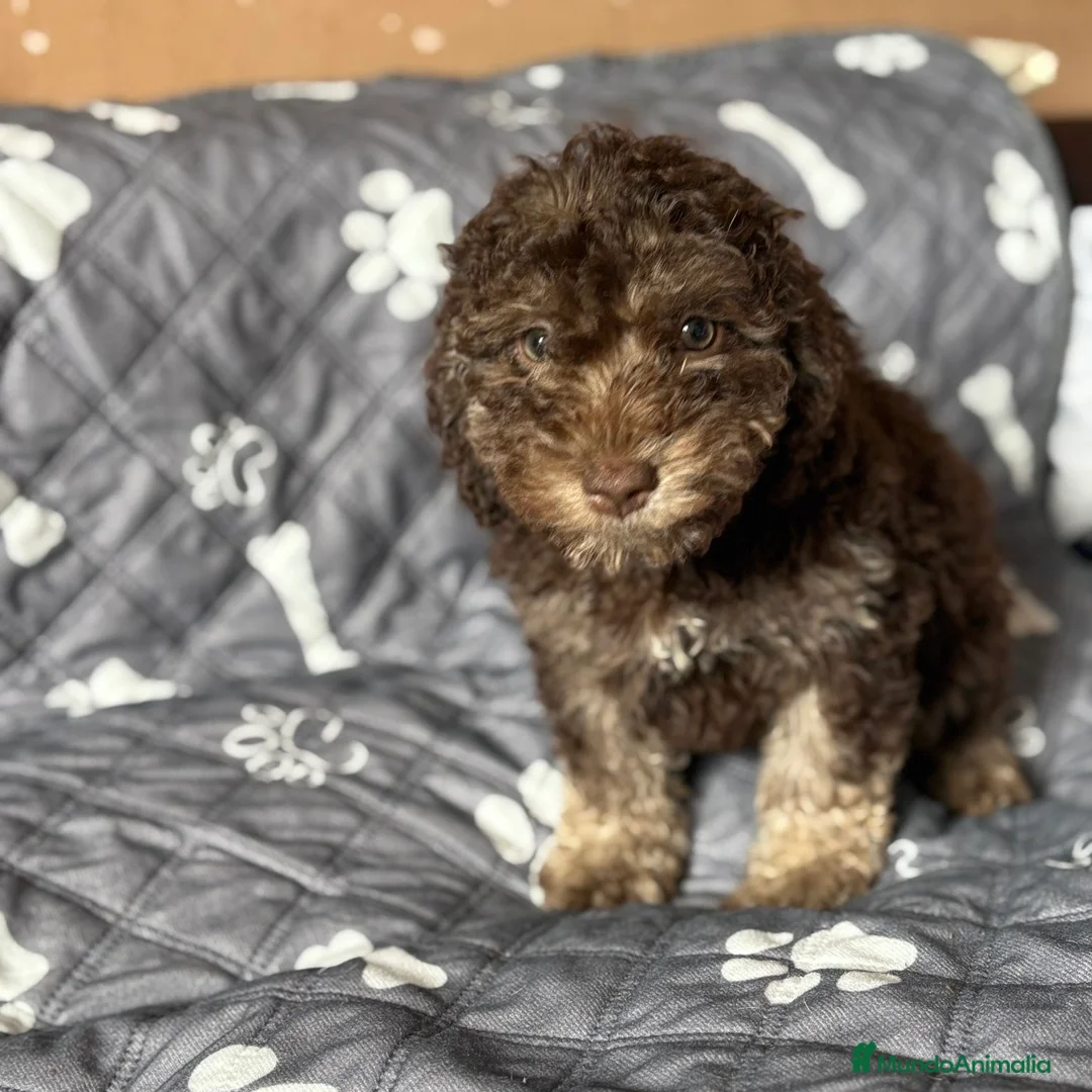 Perro de Agua Español perros en venta: Perro De Aguas - Anuncio 5