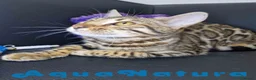 Bengalí gatos en venta: Bengali Hembra 1730 AQUANATURA - Anuncio 2