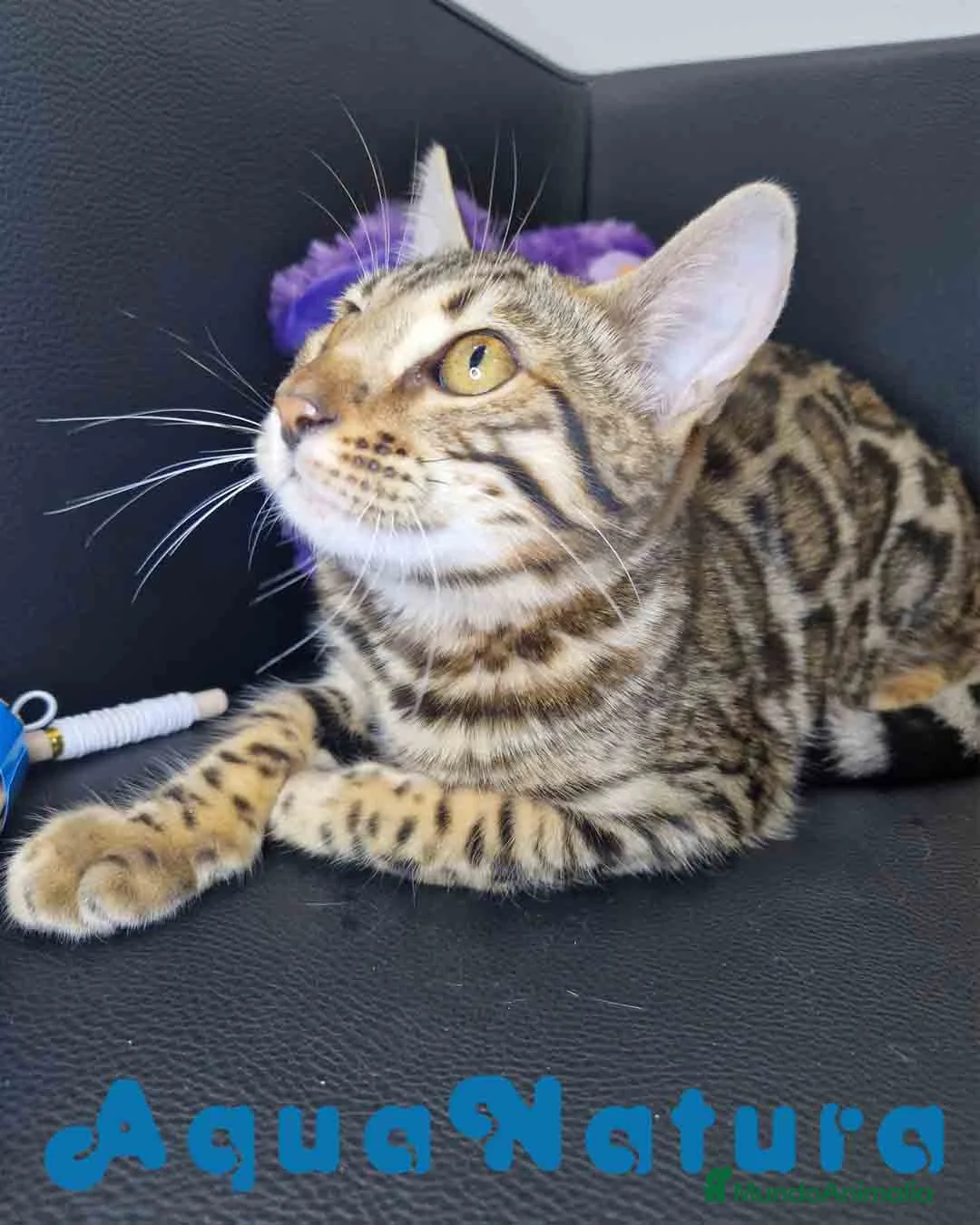 Bengalí gatos en venta: Bengali Hembra 1730 AQUANATURA - Anuncio 2