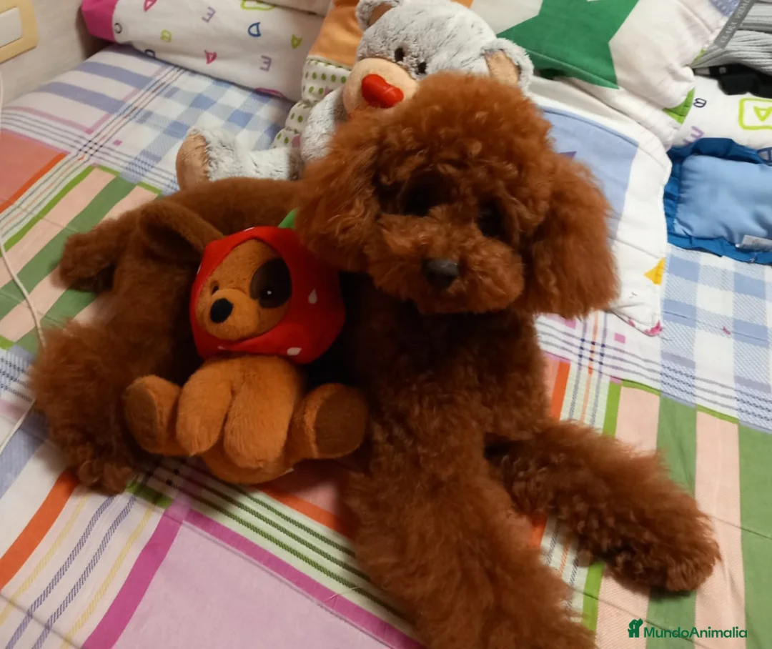 Caniche Toy perros en venta: Caniche Toy Chocolate - Anuncio 2