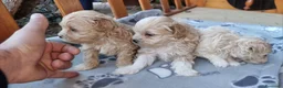 Maltipoo perros en venta: Maltipoos - Anuncio 7