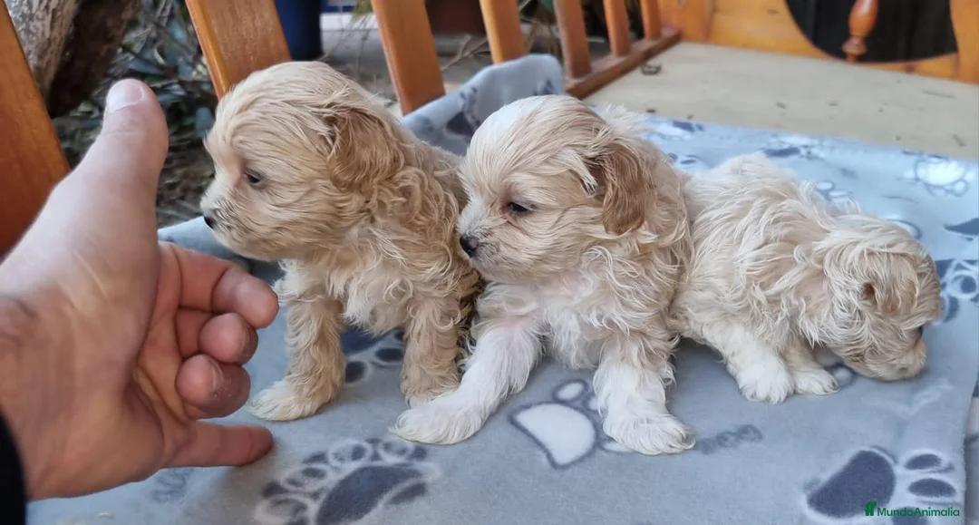 Maltipoo perros en venta: Maltipoos - Anuncio 7