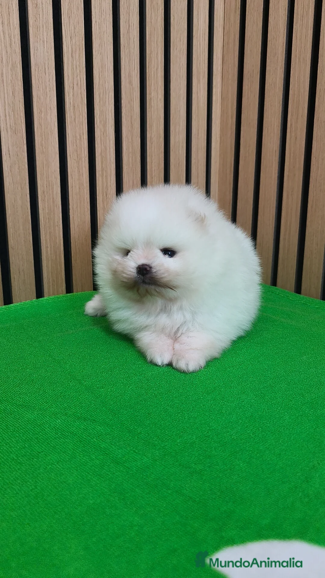Pomerania perros en venta: Disponible macho y hembra  - Anuncio 10