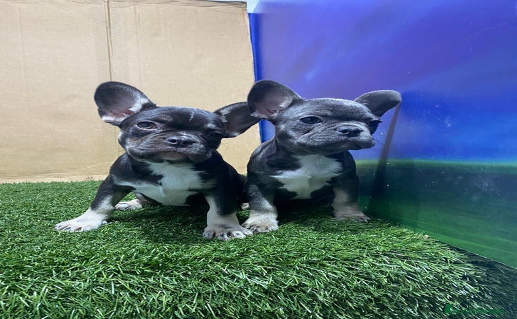 Bulldog Francés perros - Anuncio 5