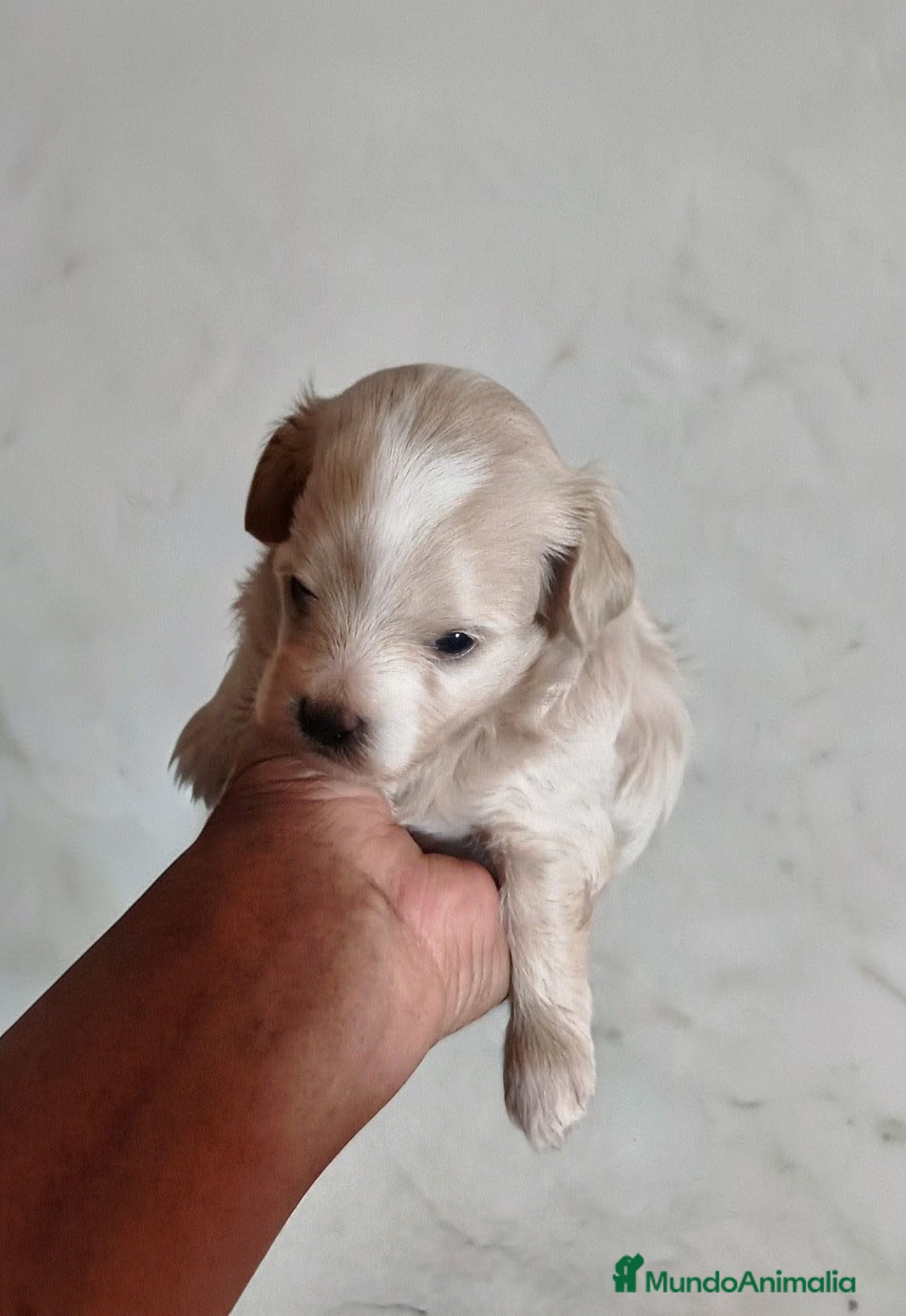 Maltipoo perros PRECIOSA CAMADA DE MALTIPOOS  - Anuncio 21