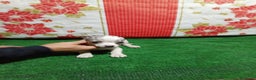 Chihuahua perros en venta: Chihuahuas toy - Anuncio 14