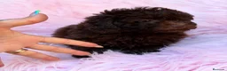 Maltipoo perros en venta: Maltipoo F1B chocolate  - Anuncio 16