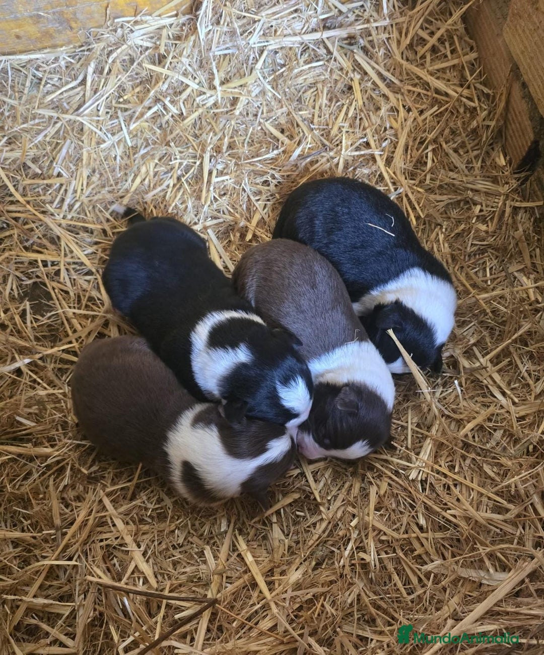 Border Collie perros en venta: Border collie  - Anuncio 6