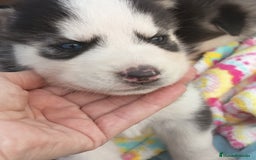 Husky Siberiano perros en venta: Husky siberiano  - Imagen 9