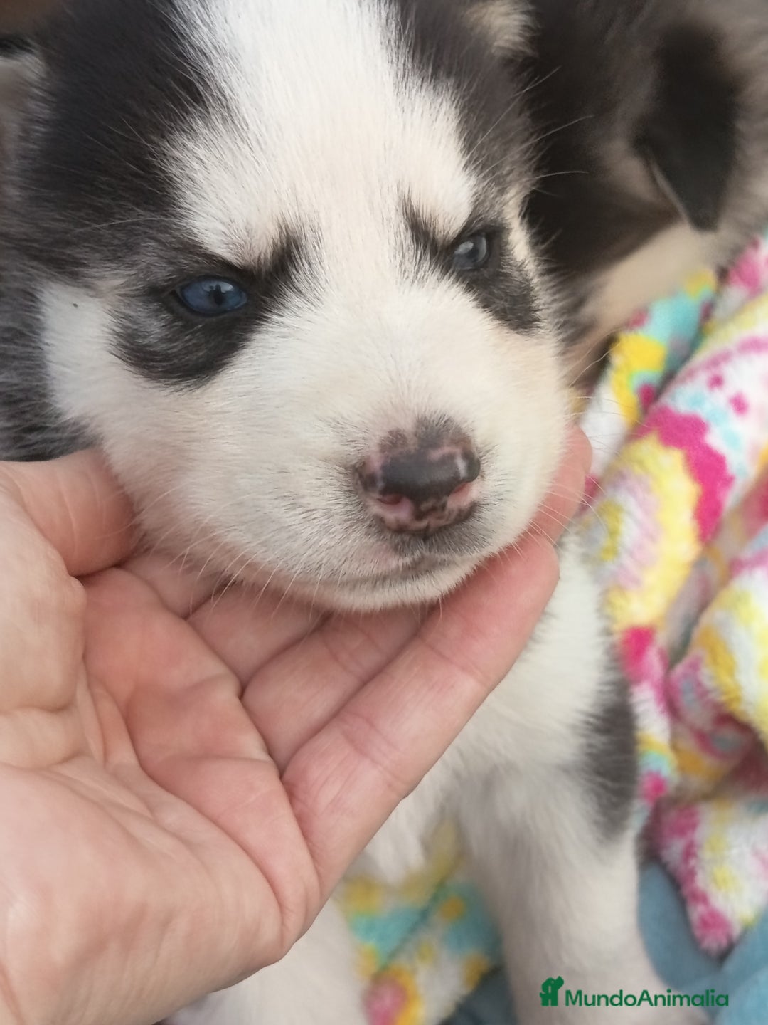 Husky Siberiano perros en venta: Husky siberiano  - Imagen 9