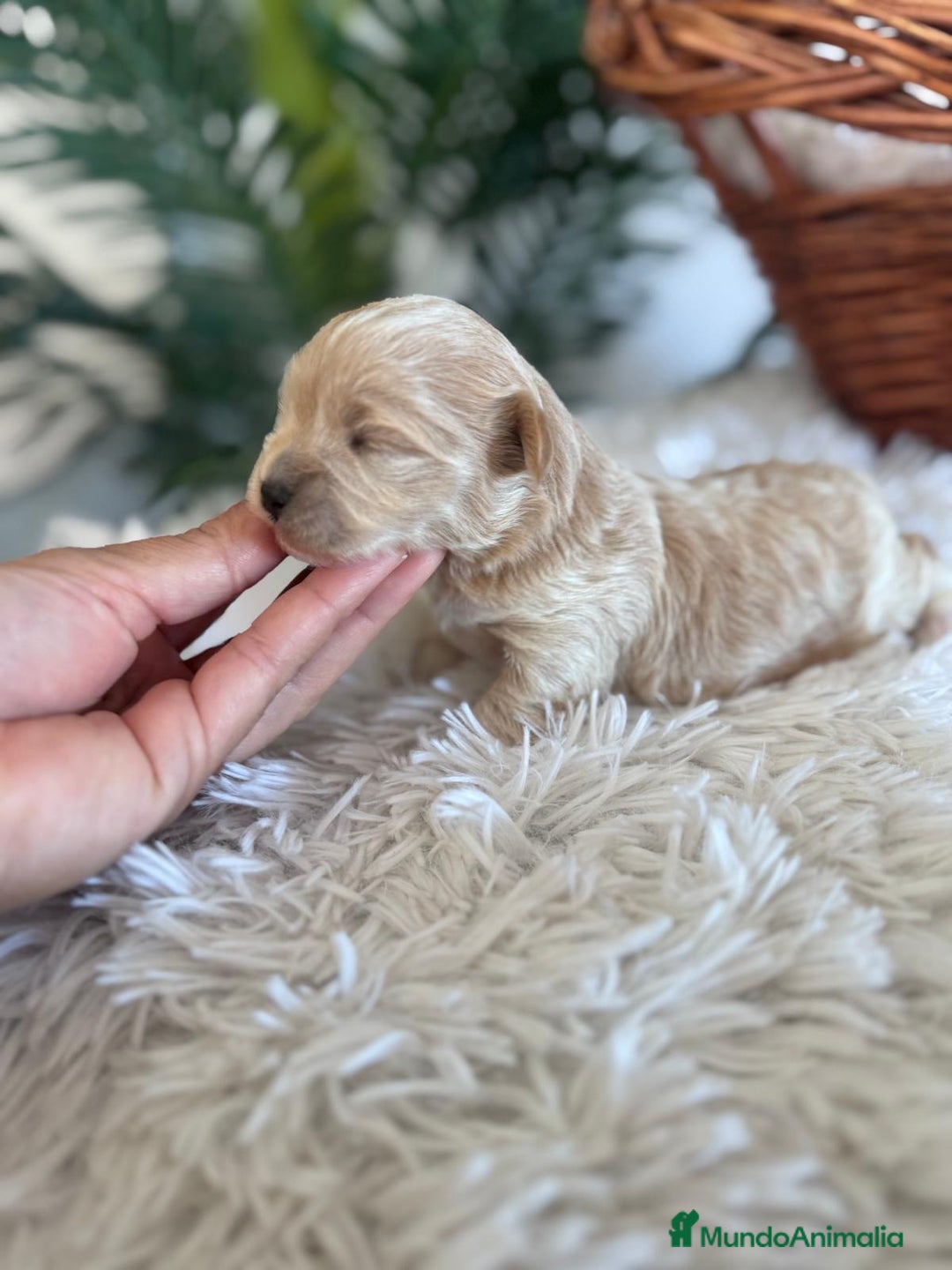 Maltipoo perros en venta: MALTIPOO MACHO - Anuncio 3