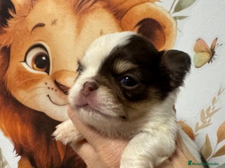 Chihuahua perros Chihuahua pelo largo - Anuncio 1