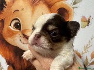 Chihuahua perros Chihuahua pelo largo - Anuncio 34