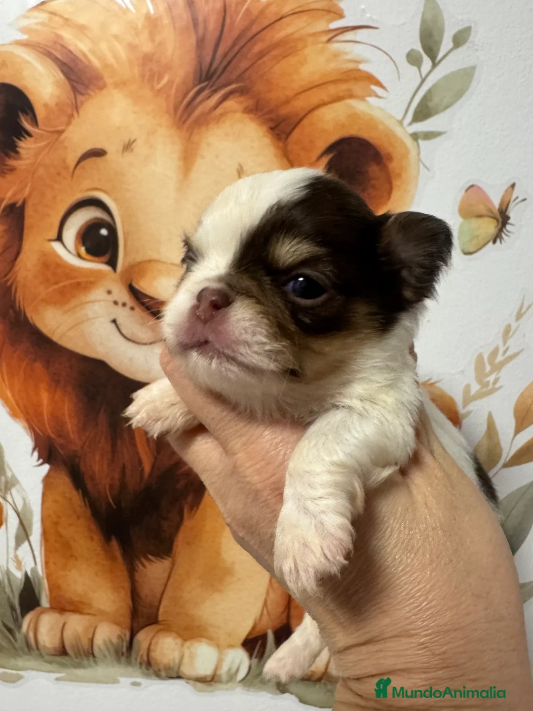 Chihuahua perros en venta: Chihuahua pelo largo - Anuncio 1