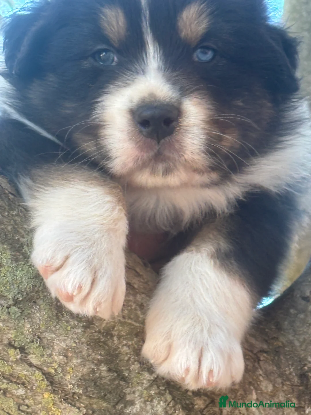 Pastor Australiano perros en venta: Macho pastor australiano - Anuncio 5