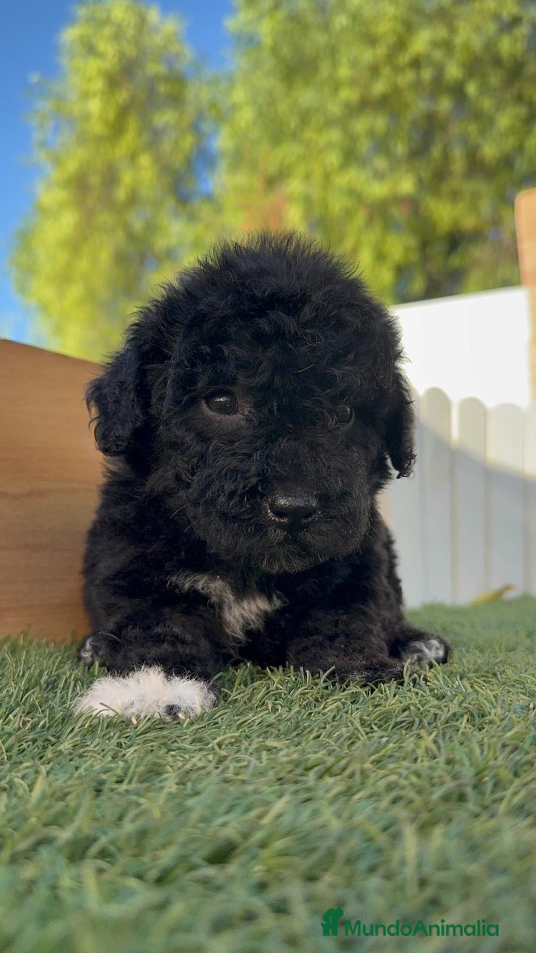 Perro de Agua Español perros en venta: PERRO DE AGUA HEMBRA - Imagen 8