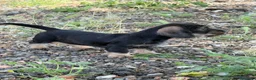 Teckel perros en venta: Camada Teckel st Pelo Duro  - Anuncio 3