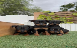 Pinscher Miniatura perros en venta: PINSCHER MUNIATURA - Imagen 21
