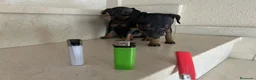 Pinscher Miniatura perros en venta: PINCHER MINIATURA - Anuncio 17