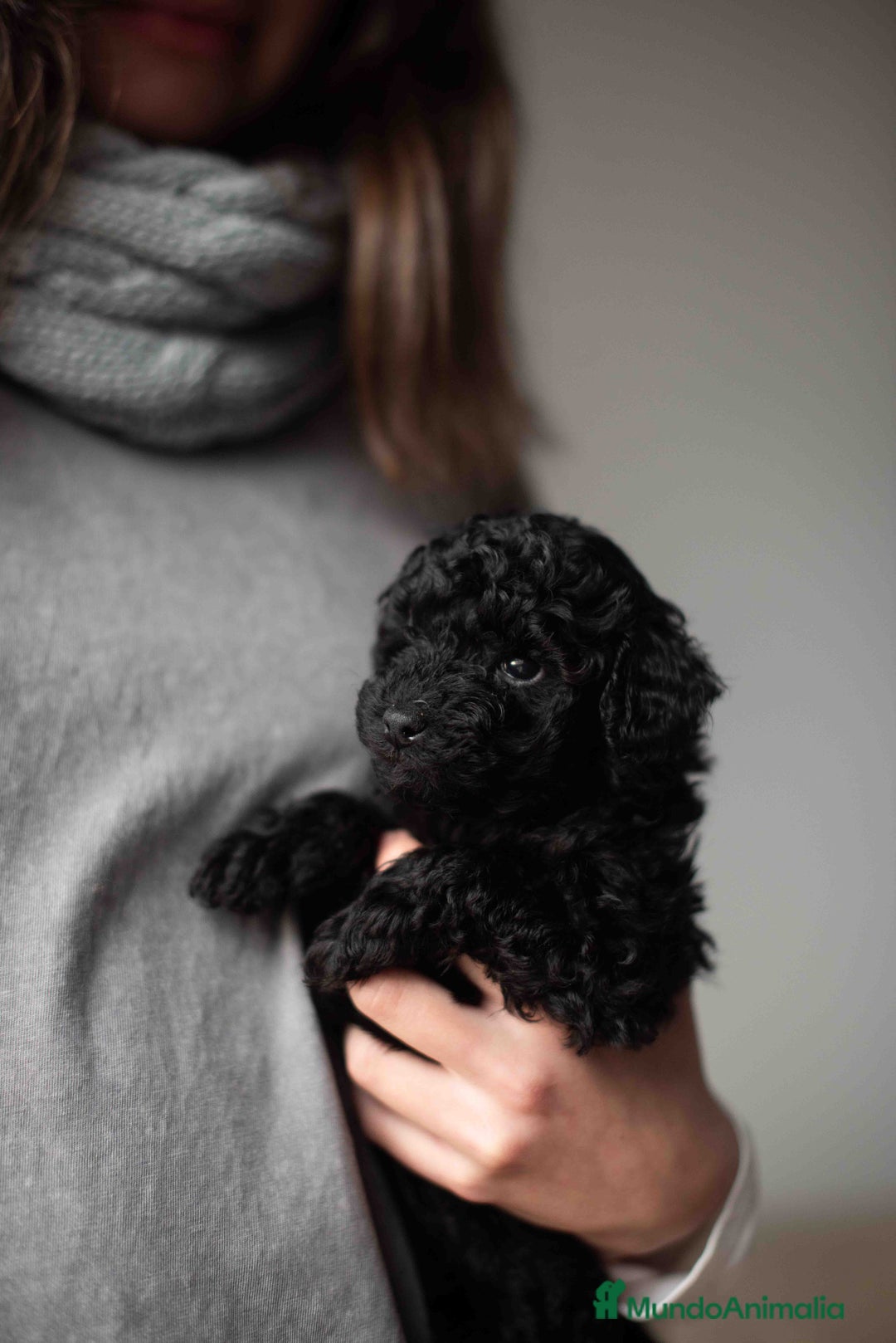 Caniche Toy perros en venta: Caniches toys negros - Anuncio 7