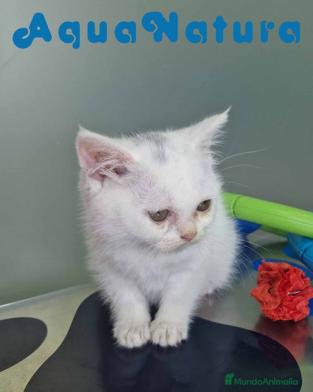 Británico de Pelo Corto gatos British Shorthair Hembra 1741 AQUANATURA - Anuncio 1
