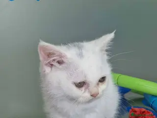 Británico de Pelo Corto gatos British Shorthair Hembra 1741 AQUANATURA - Anuncio 3