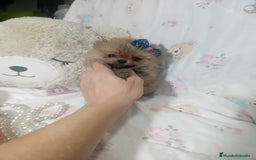 Pomerania perros en venta: ‼️POMERANIAS TAMAÑO TOY - Imagen 1