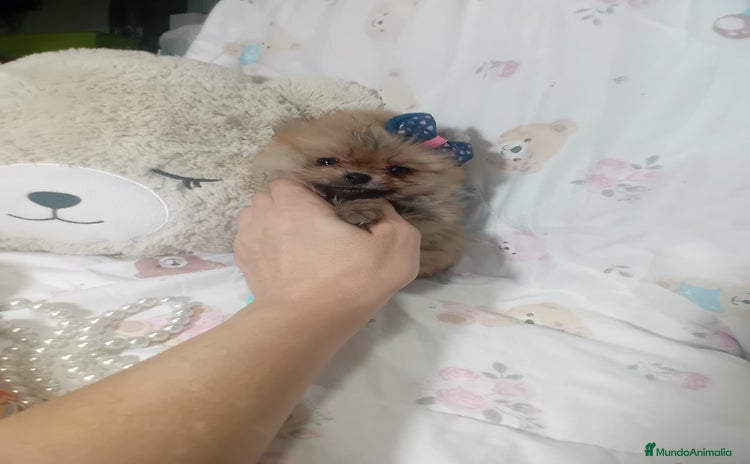 Pomerania perros - Anuncio 7