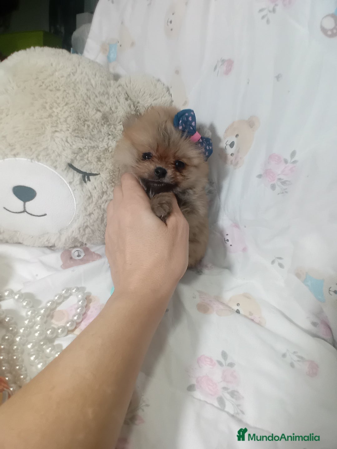 Pomerania perros en venta: ‼️POMERANIAS TAMAÑO TOY - Imagen 1