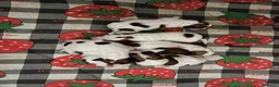 Jack Russell Terrier perros en venta: Jack Russell Puppies 🐶 - Anuncio 7