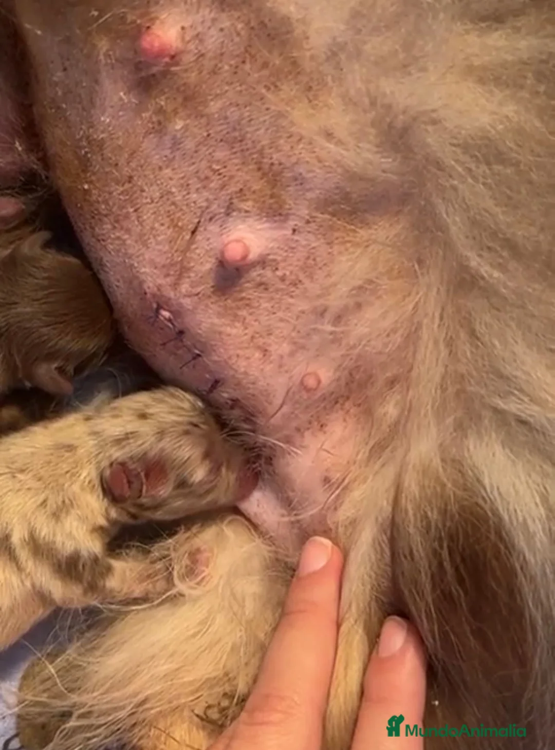 Pomerania perros en venta: POMERANIA MACHO CREMA en Málaga - Anuncio 3