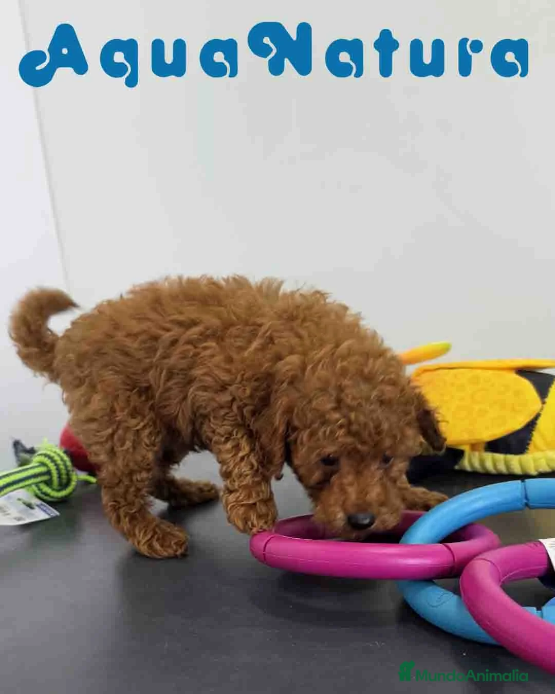 Caniche Toy perros en venta: Caniche Macho 1916 AQUANATURA - Anuncio 2