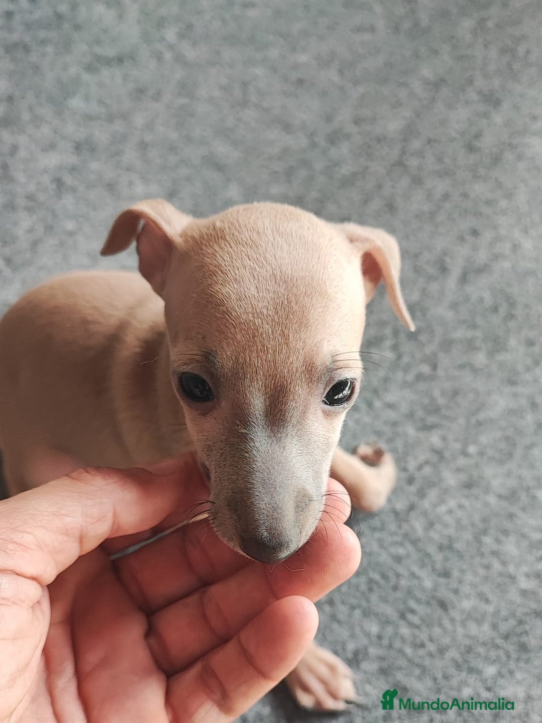 Pequeño Lebrel Italiano perros en venta: GALGA ITALIANA HEMBRA - Imagen 3
