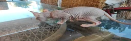 Sphynx gatos en venta: SPHYNX HEMBRAS TACTO GOMA - Anuncio 5