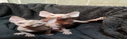 Sphynx gatos en venta: gatos sphynx - Anuncio 2