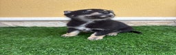 Perro Lobo de Saarloos perros en venta: Perro Lobo Ibérico macho  - Anuncio 9